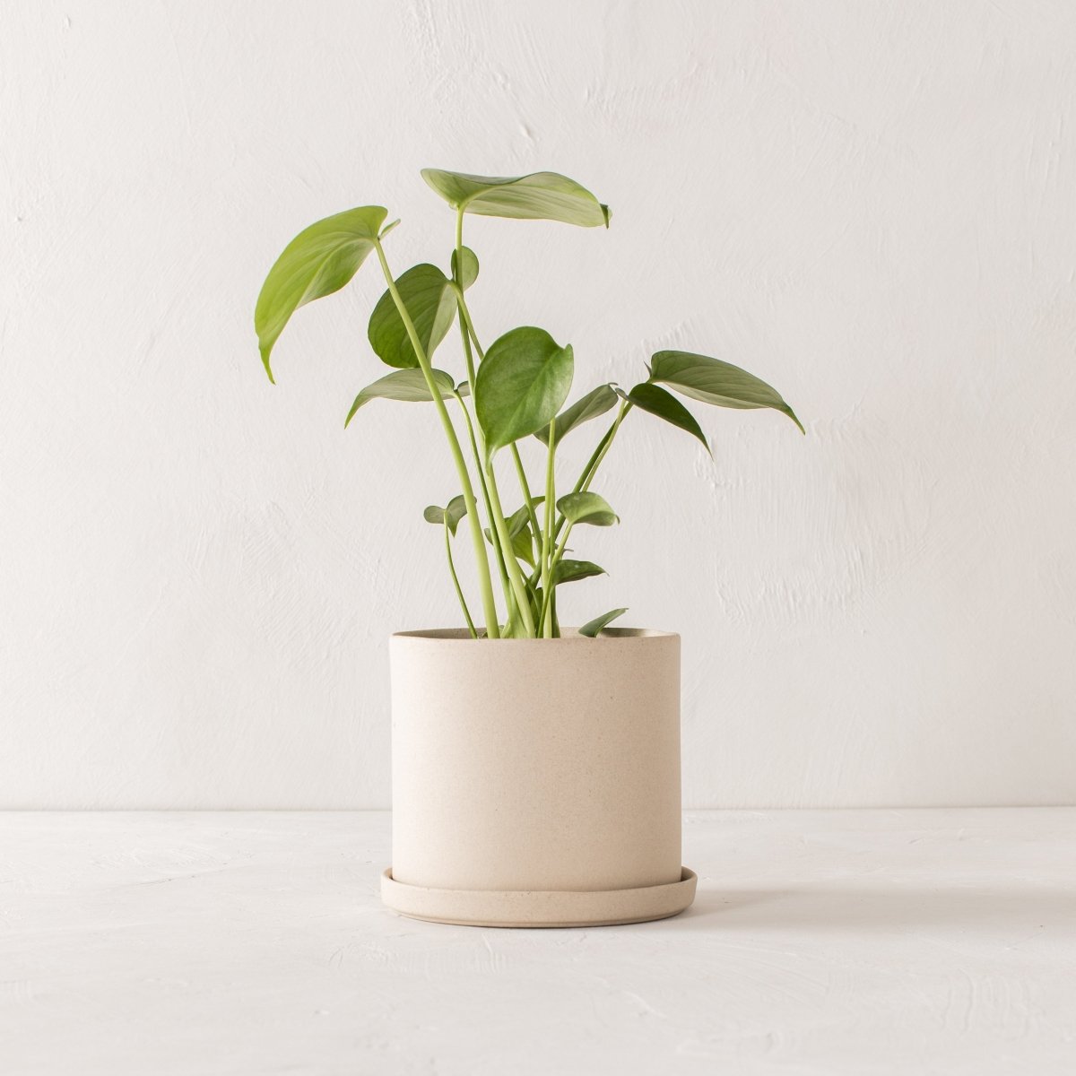 CONVIVIAL 6" Minimal Planter | Raw Stoneware - lily & onyx