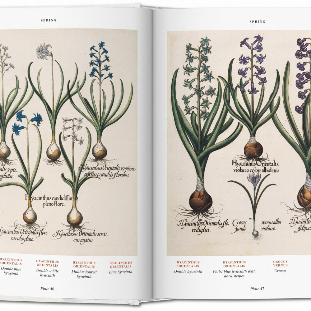 
                      
                        Basilius Besler. L'Herbier. Hortus Eystettensis (French)
                      
                    