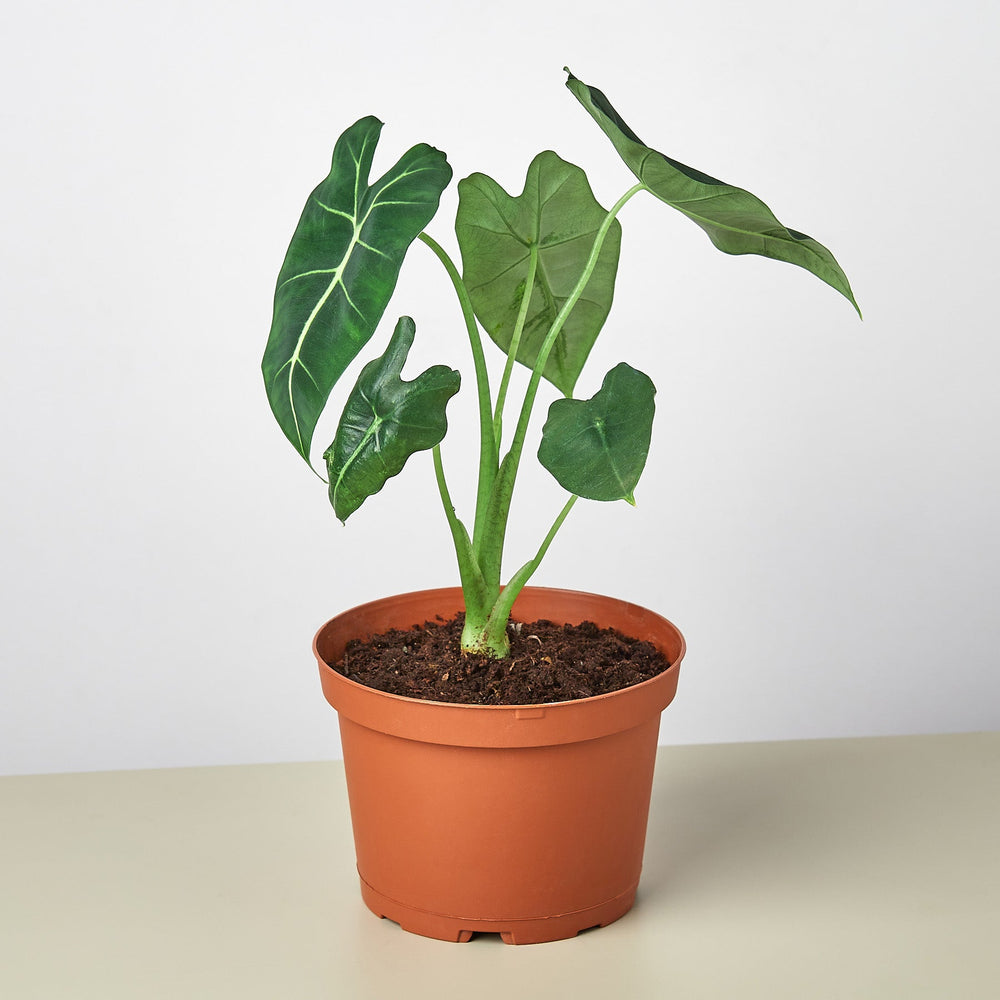 
                      
                        Alocasia Micholitziana 'Frydek'
                      
                    