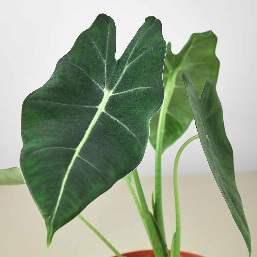 
                      
                        Alocasia Micholitziana 'Frydek'
                      
                    