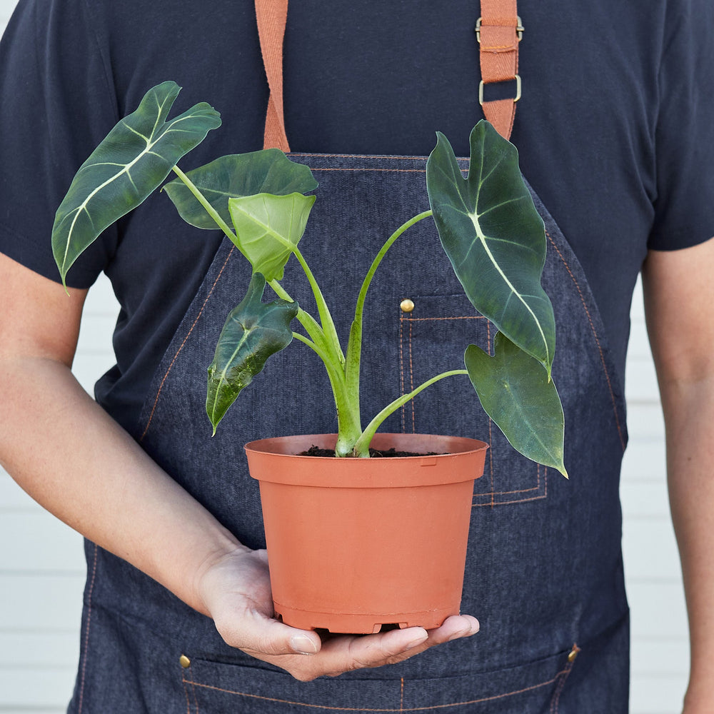 
                      
                        Alocasia Micholitziana 'Frydek'
                      
                    