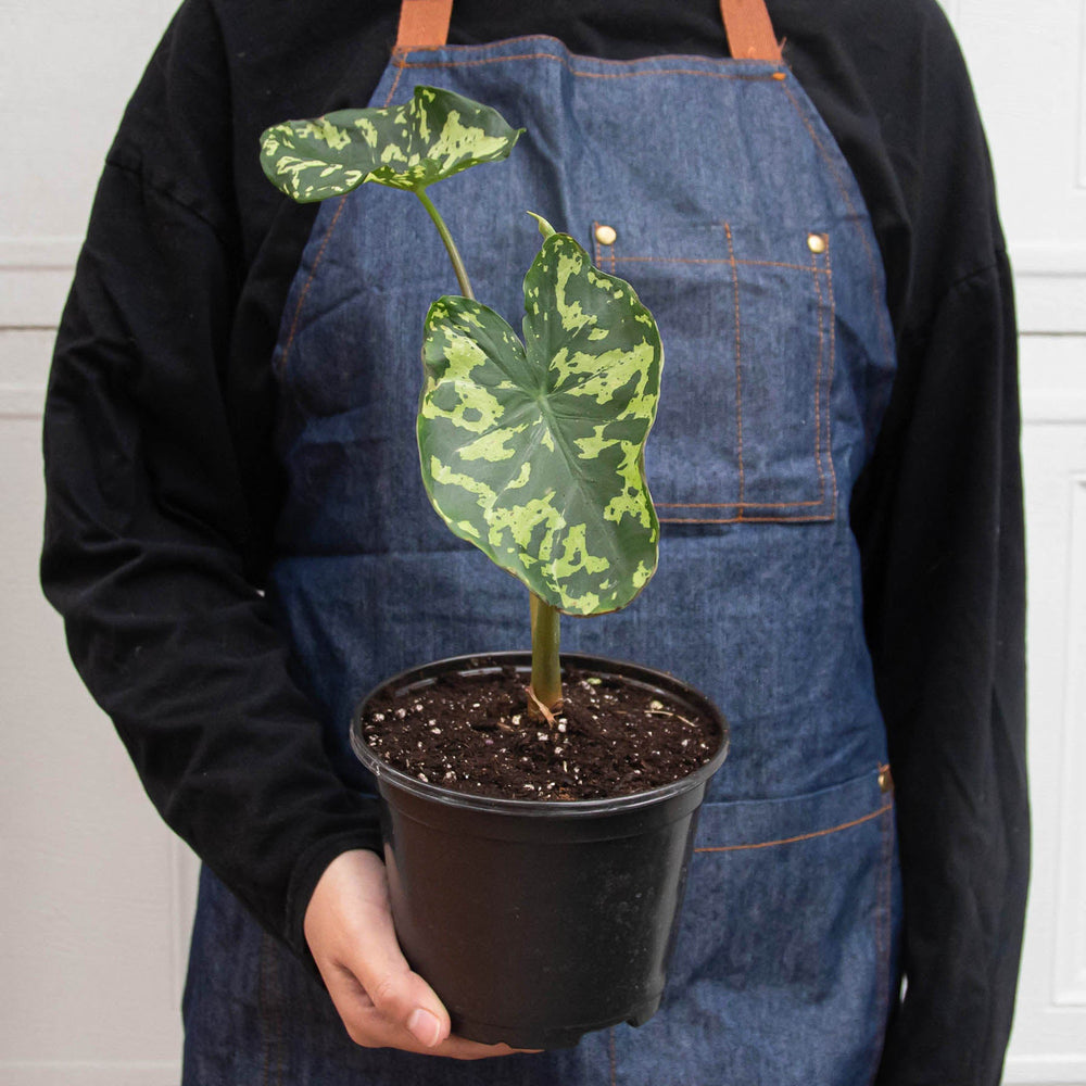 
                      
                        Alocasia 'Hilo Beauty'
                      
                    