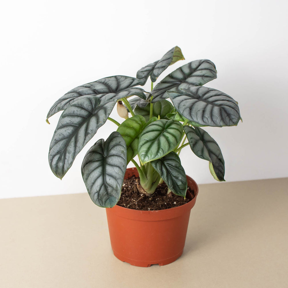
                      
                        Alocasia 'Silver Dragon'
                      
                    