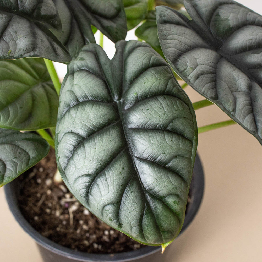 
                      
                        Alocasia 'Silver Dragon'
                      
                    