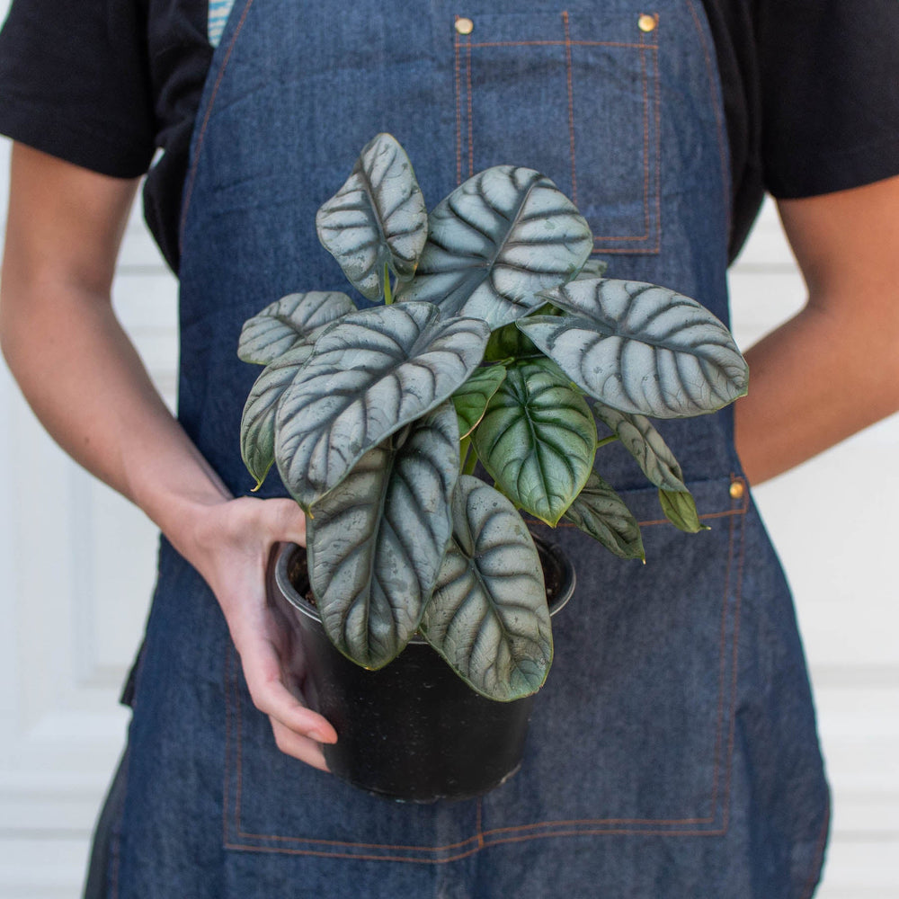 
                      
                        Alocasia 'Silver Dragon'
                      
                    