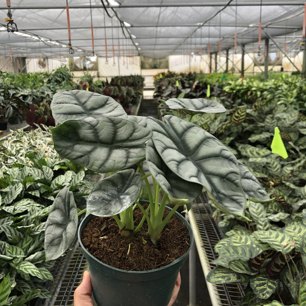 
                      
                        Alocasia 'Silver Dragon'
                      
                    