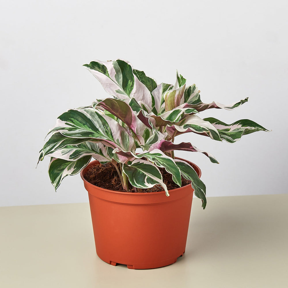 
                      
                        Calathea 'White Fusion'
                      
                    