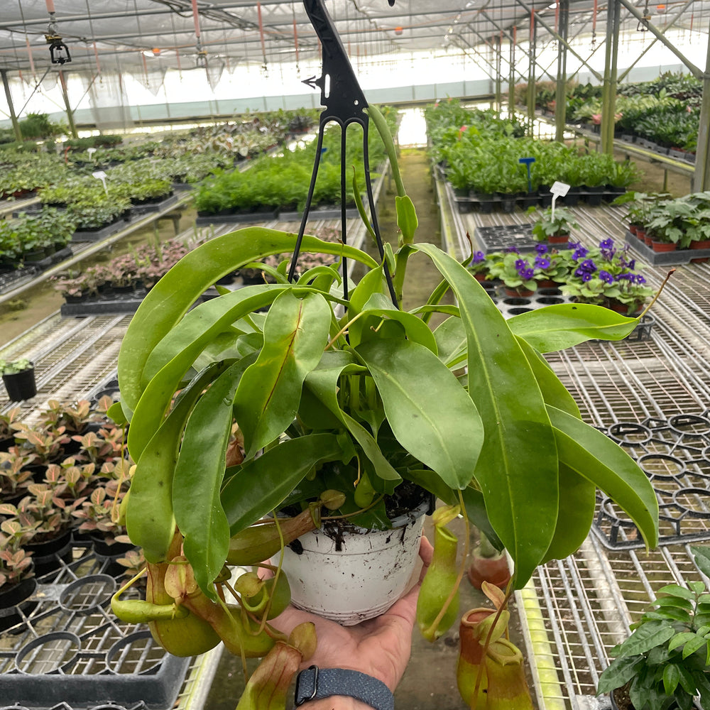 
                      
                        Carnivorous 'Monkey Cup' Plant
                      
                    
