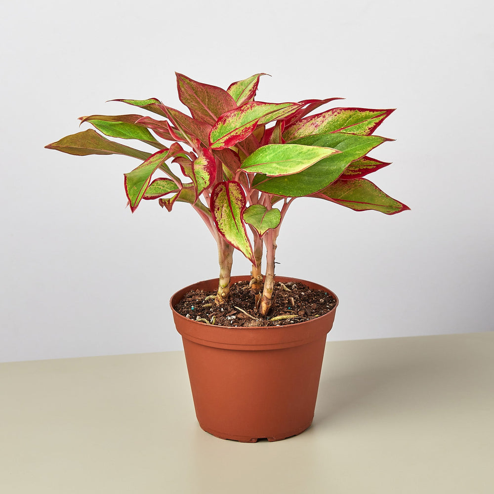 
                      
                        Chinese Evergreen 'Red Siam'
                      
                    