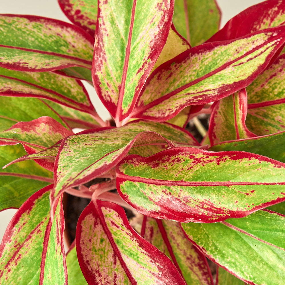 
                      
                        Chinese Evergreen 'Red Siam'
                      
                    