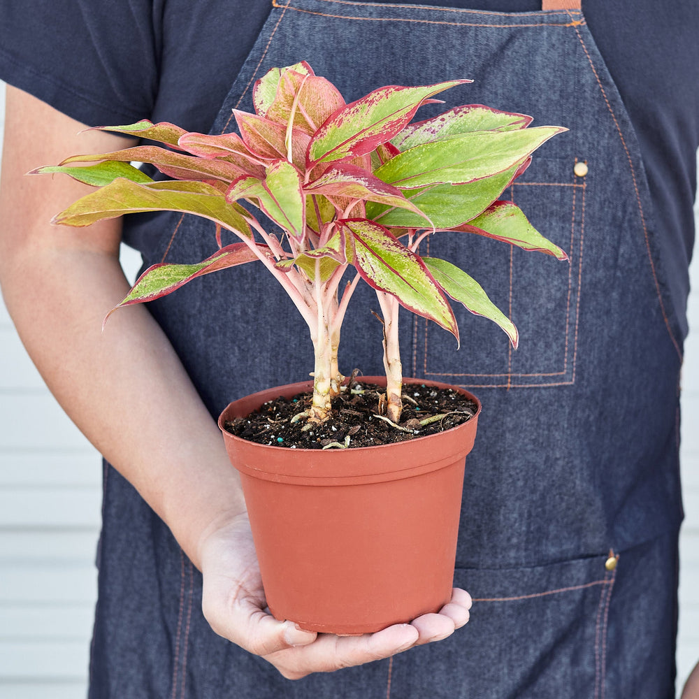 
                      
                        Chinese Evergreen 'Red Siam'
                      
                    