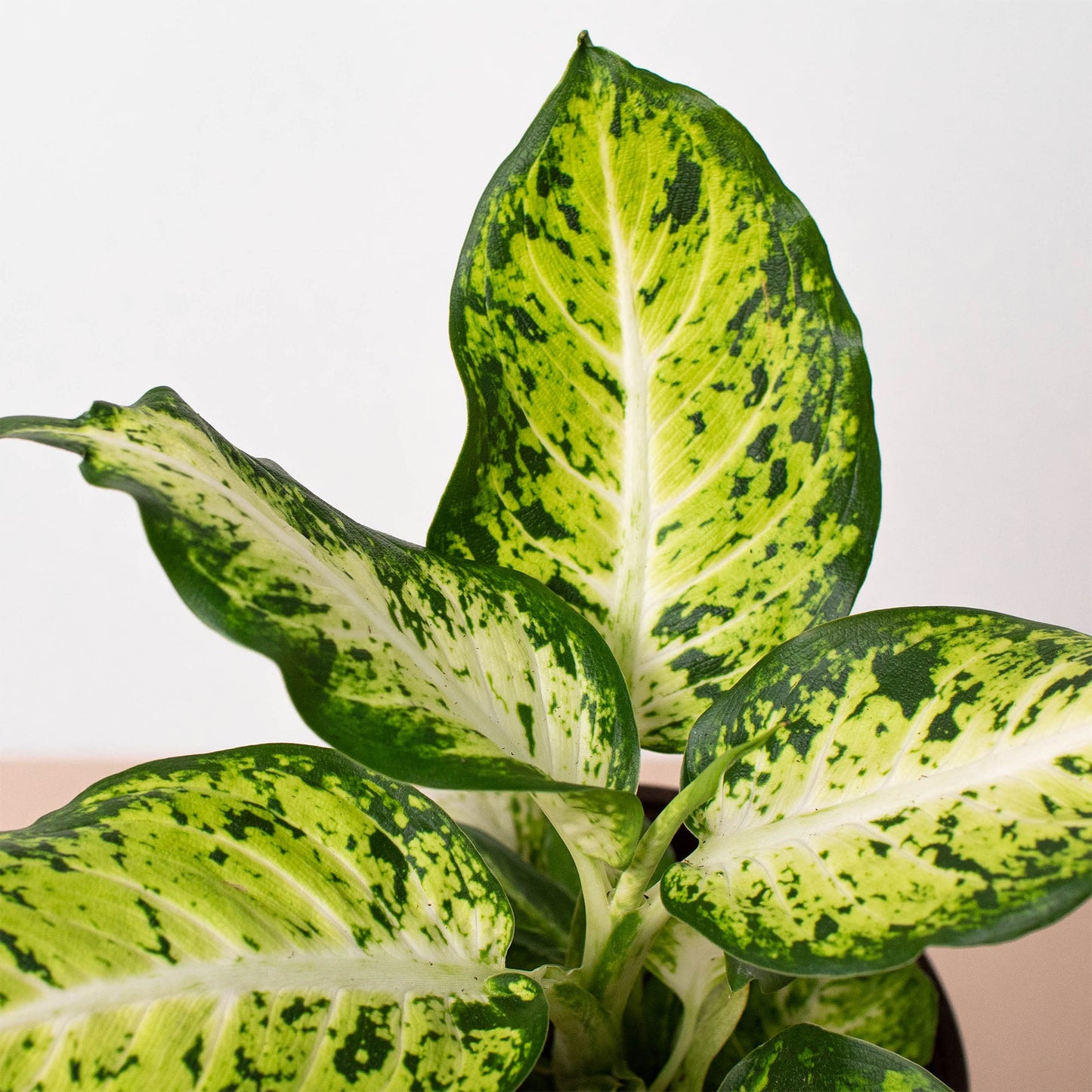 dieffenbachia foliage Dieffenbachia 'Amy'