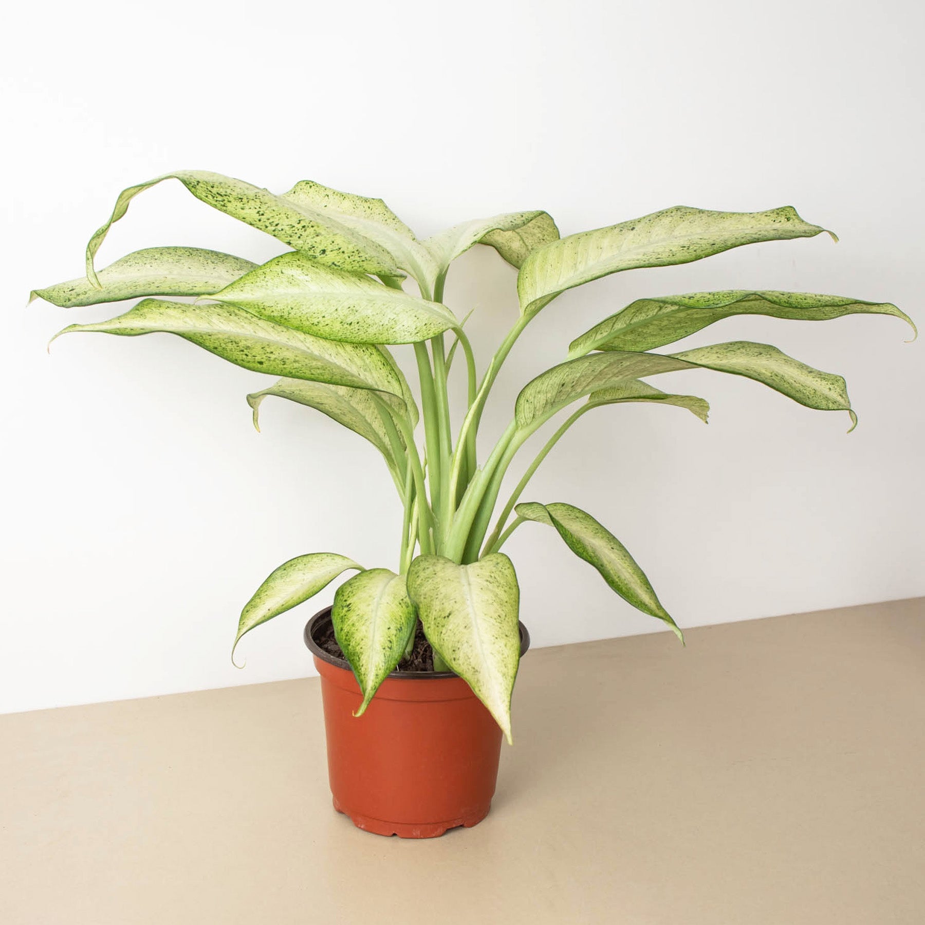 Dieffenbachia 'Camouflage' Houseplant | lily & onyx