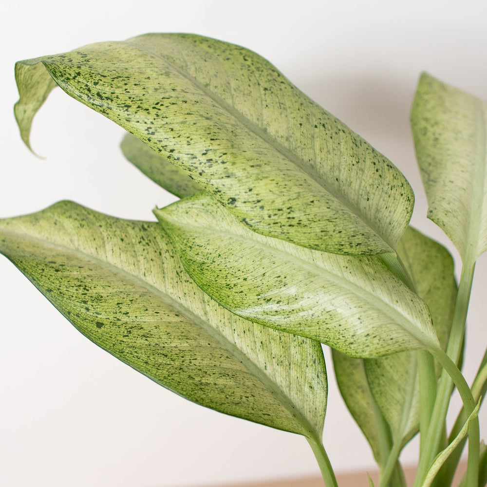 
                      
                        Dieffenbachia 'Camouflage'
                      
                    