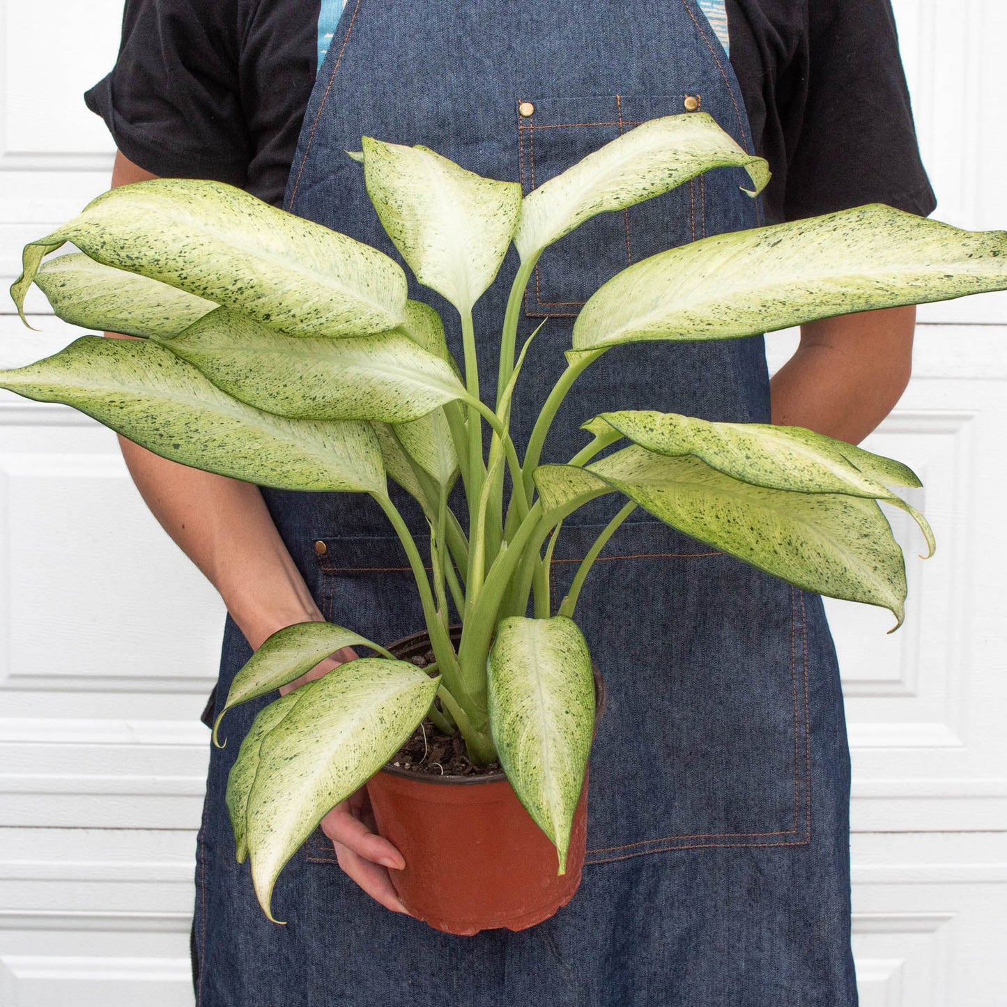 dieffenbachia camouflage care Dieffenbachia 'Camouflage' 6" Pot