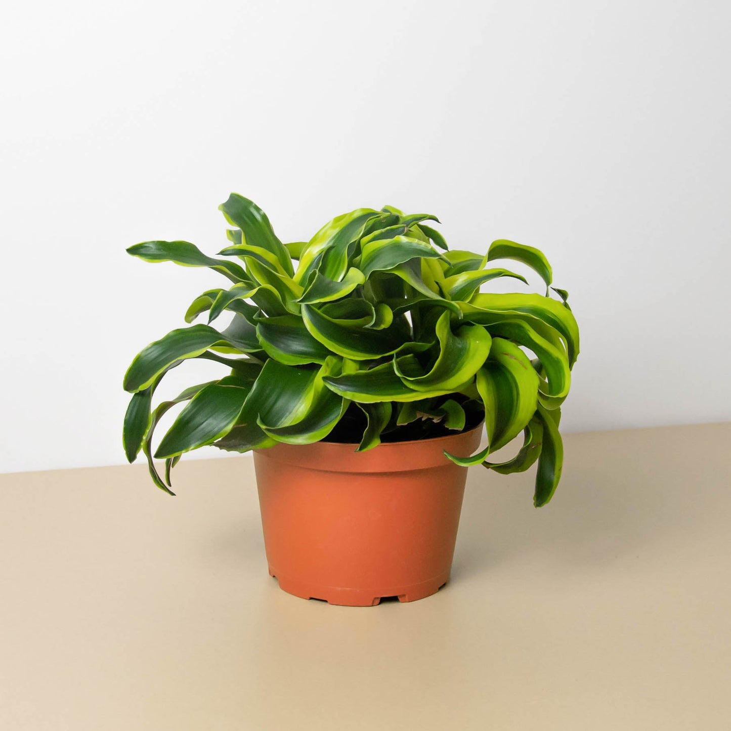 spiral indoor plant Dracaena 'Tornado' 6" Pot