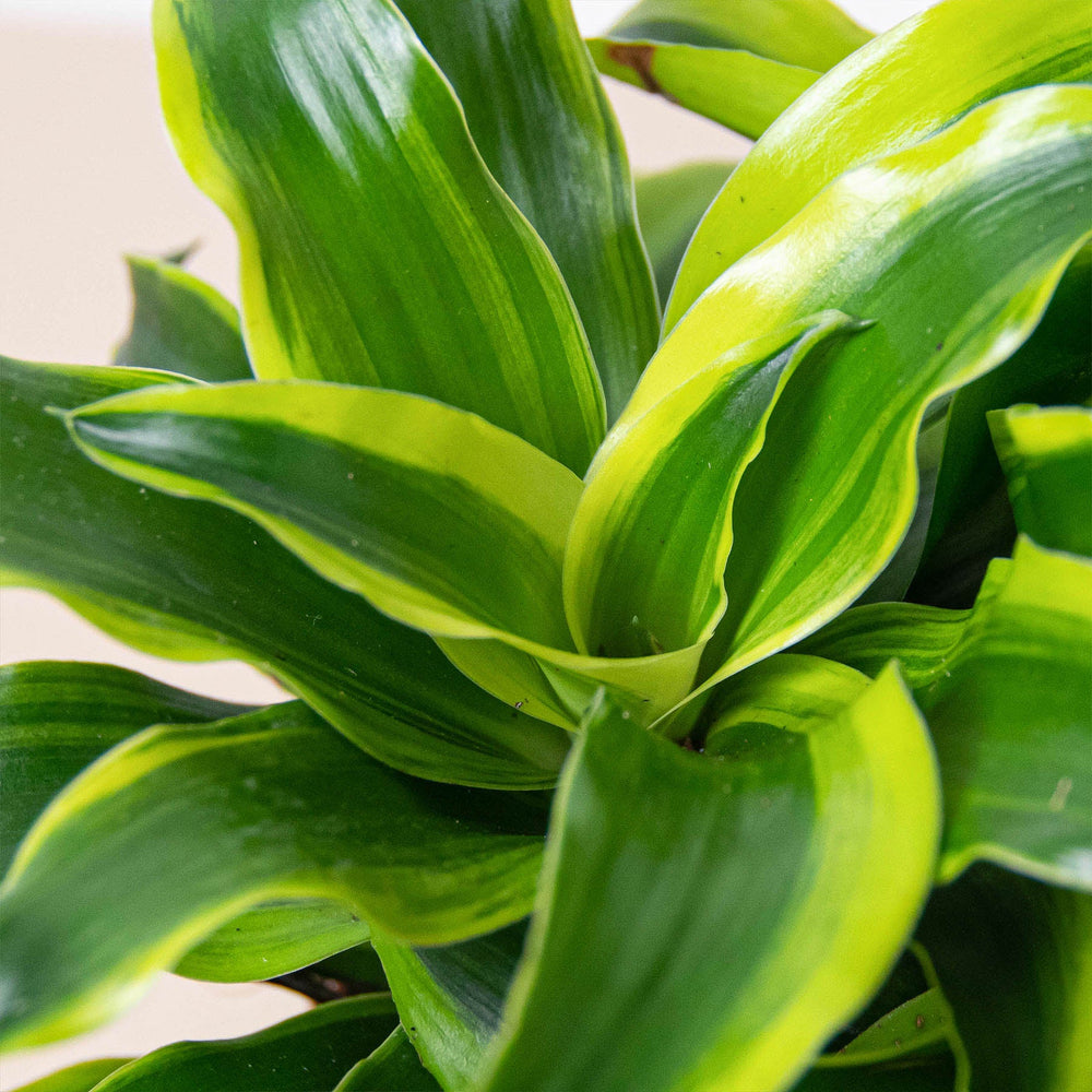 
                      
                        Dracaena 'Tornado'
                      
                    