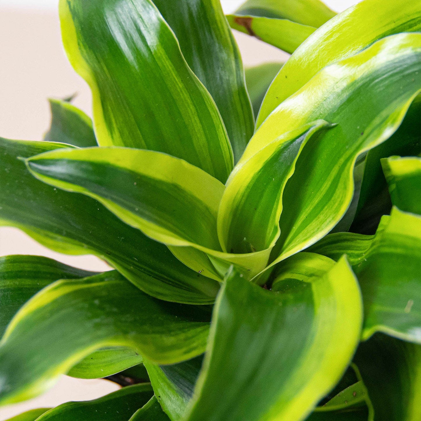 dracaena spiral Dracaena 'Tornado' 6" Pot