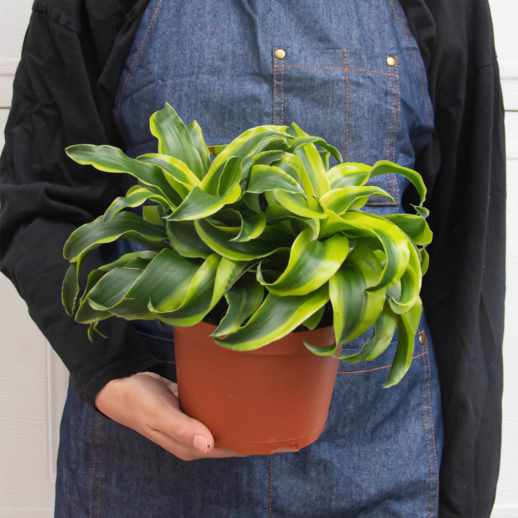 spiral dracaena Dracaena 'Tornado' 6" Pot