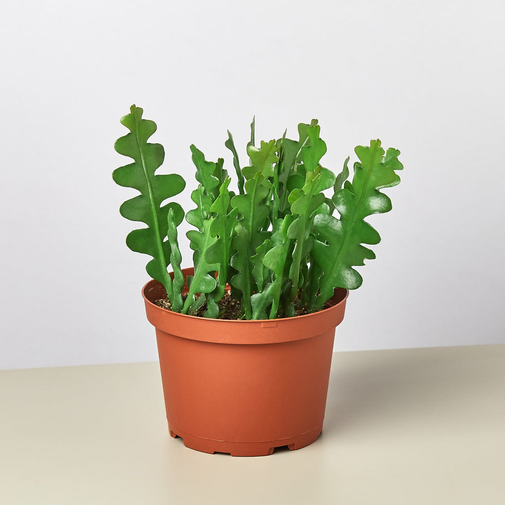 
                      
                        Epiphyllum 'Ric Rac' Cactus
                      
                    