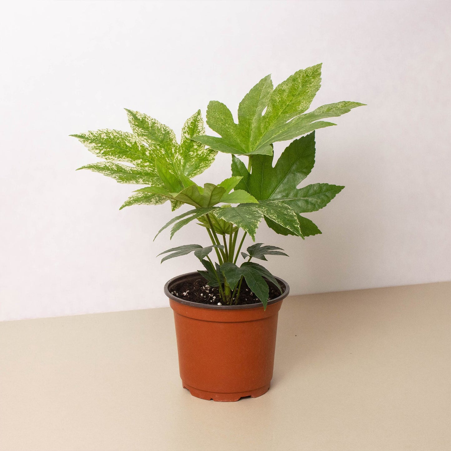 fatsia indoor plant Fatsia 'Spider's Web' Houseplant