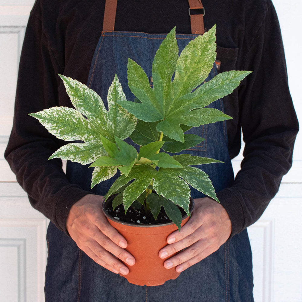 
                      
                        Fatsia 'Spider's Web'
                      
                    