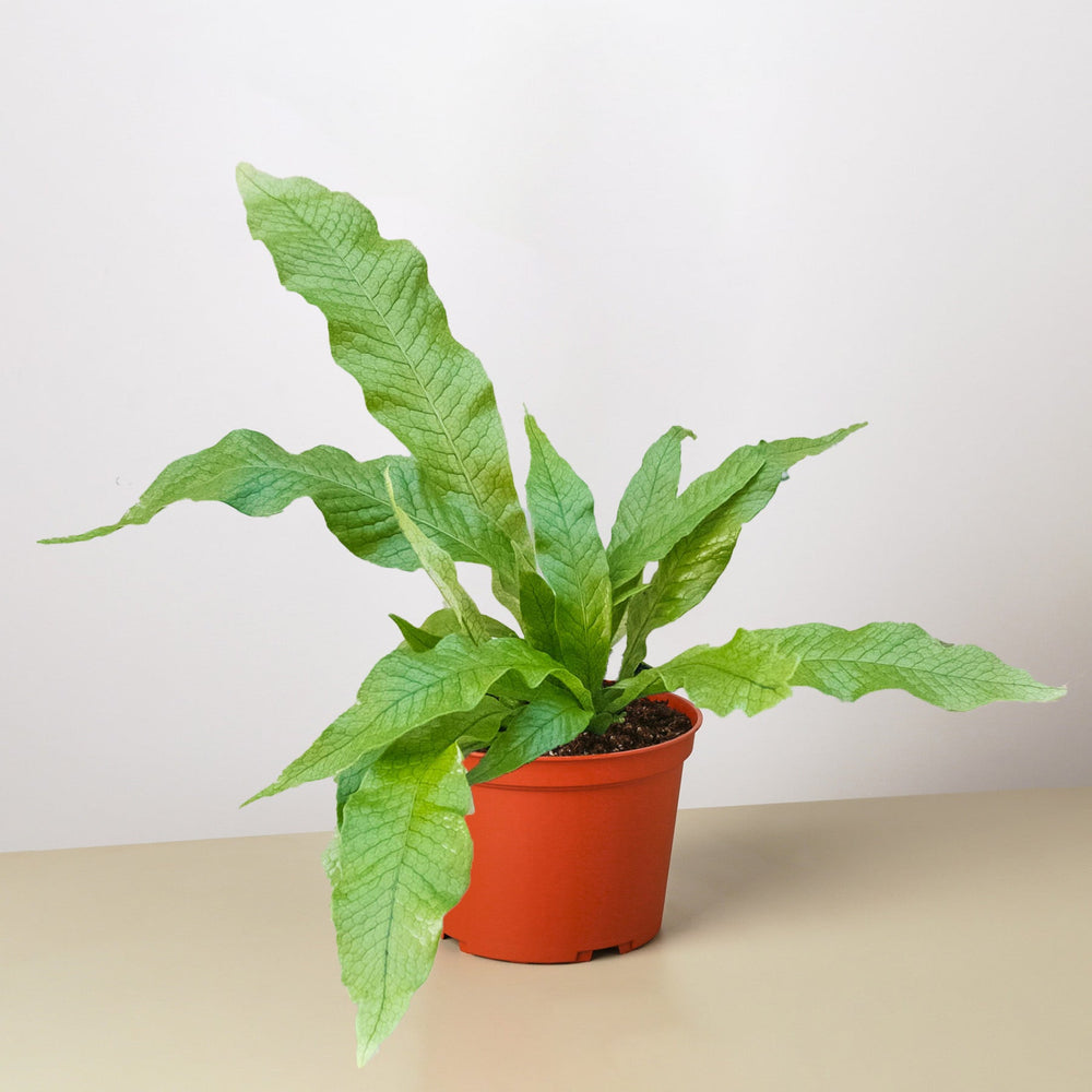 
                      
                        Fern 'Crocodile'
                      
                    