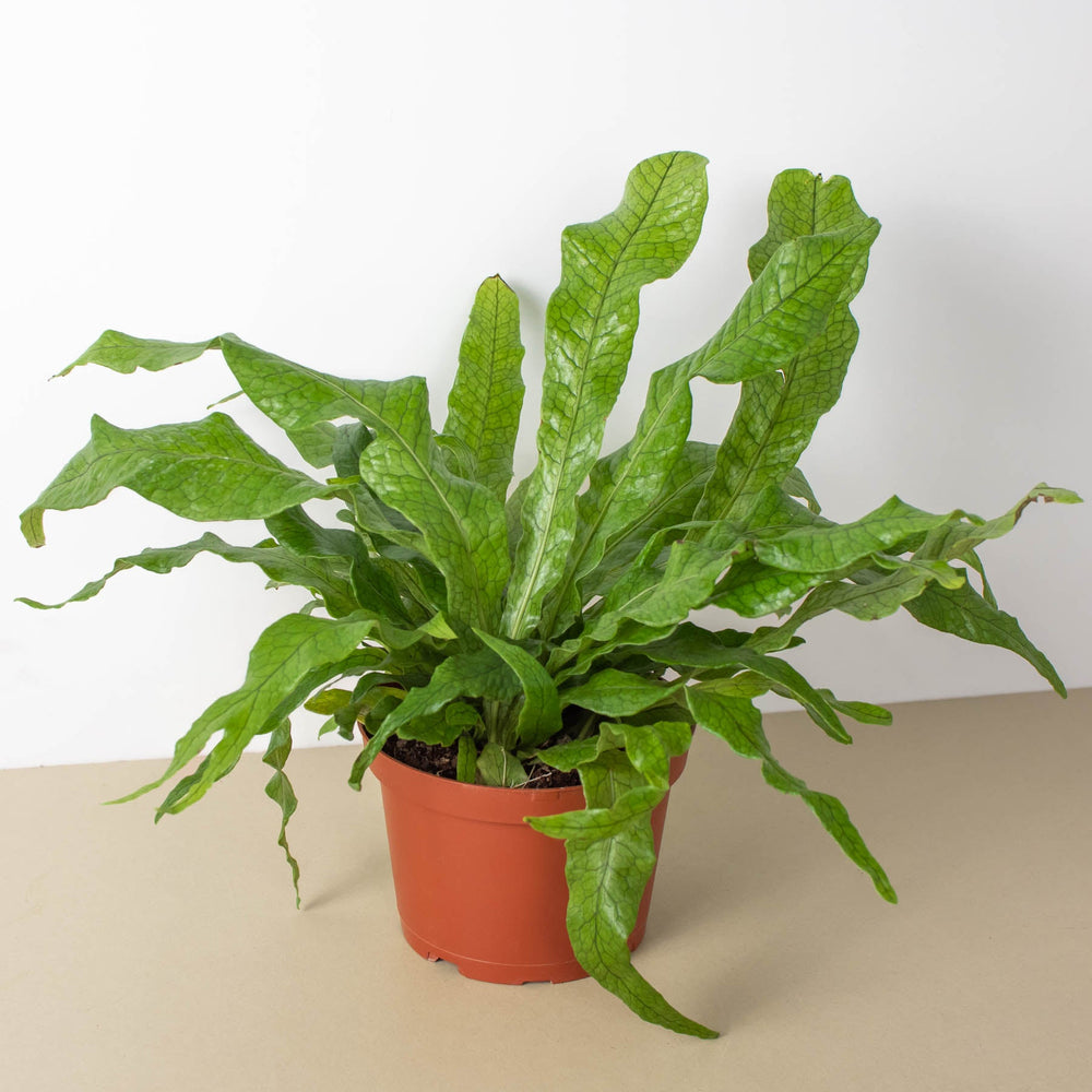 
                      
                        Fern 'Crocodile'
                      
                    