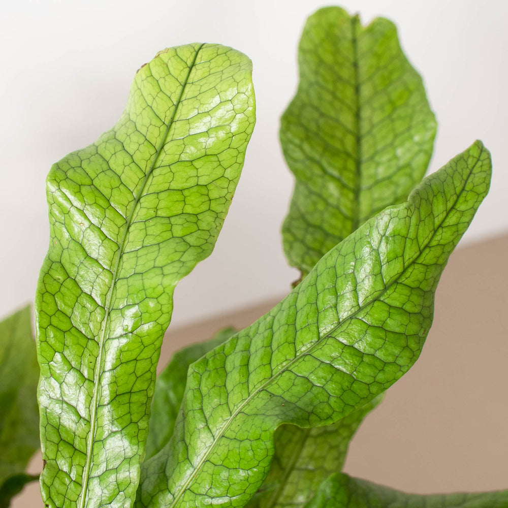 
                      
                        Fern 'Crocodile'
                      
                    