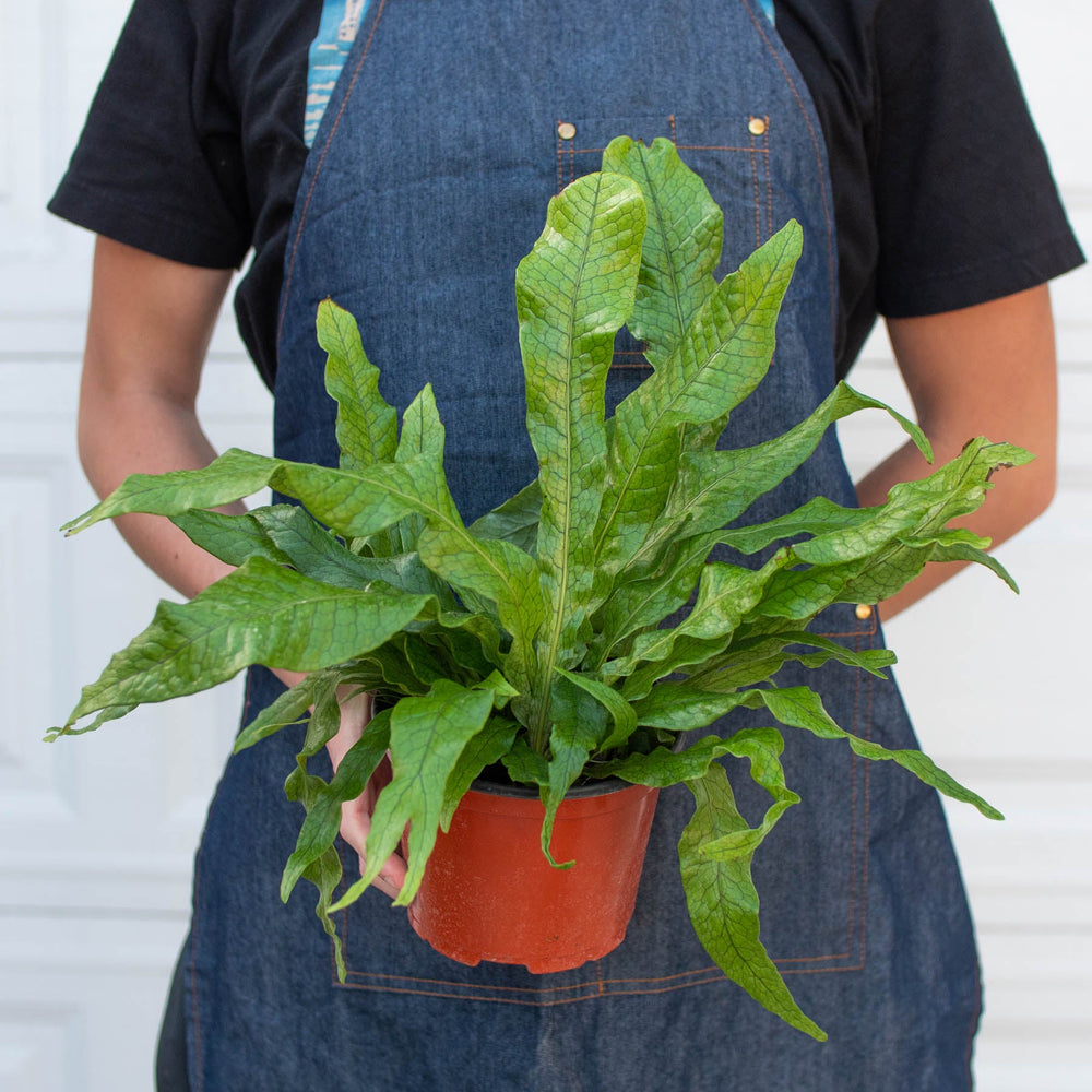 
                      
                        Fern 'Crocodile'
                      
                    
