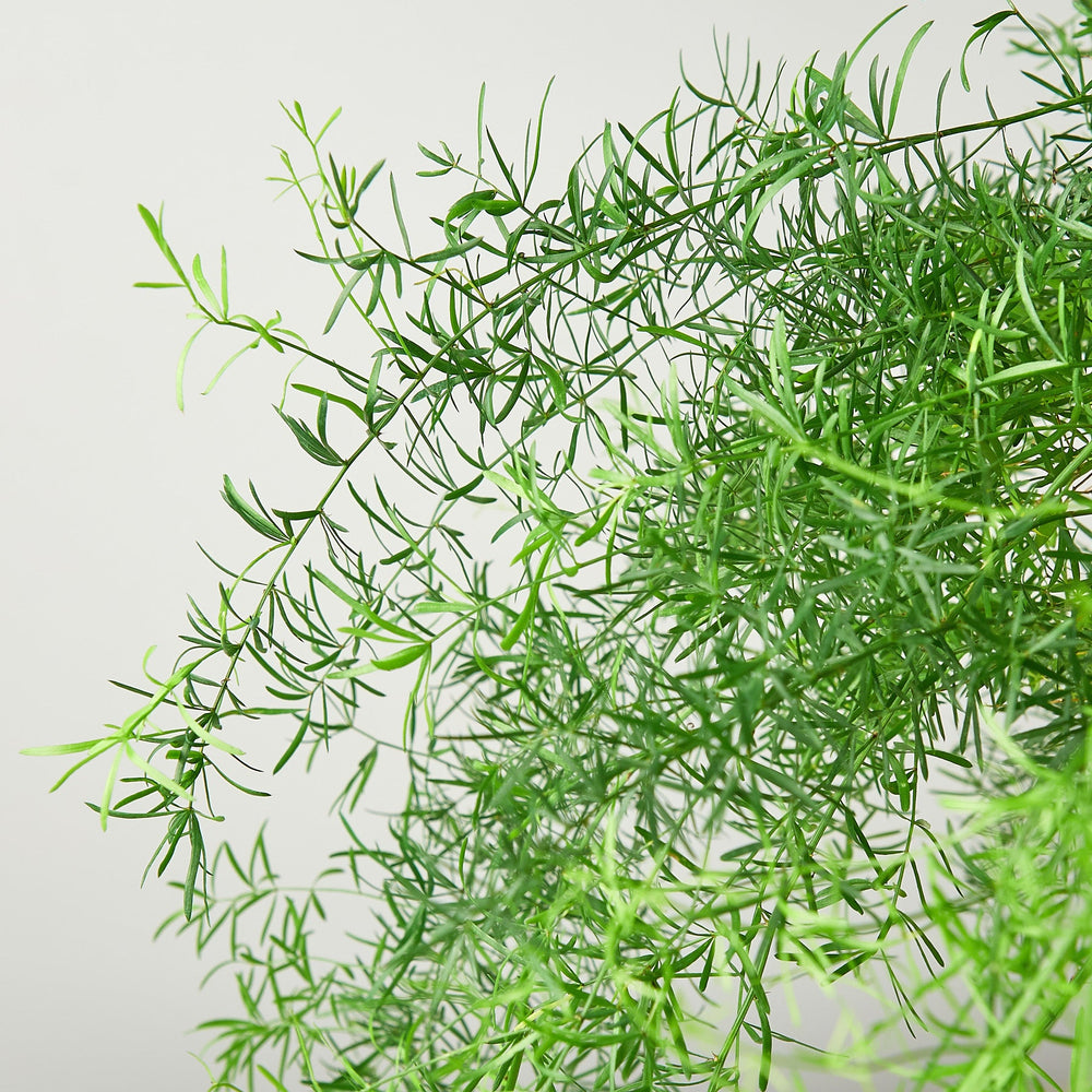 
                      
                        Fern 'Sprengeri'
                      
                    