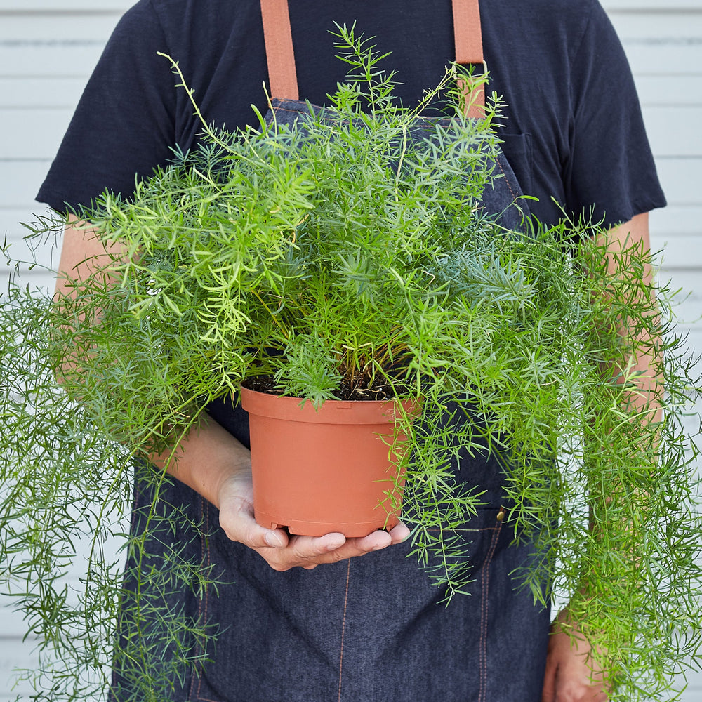 
                      
                        Fern 'Sprengeri'
                      
                    
