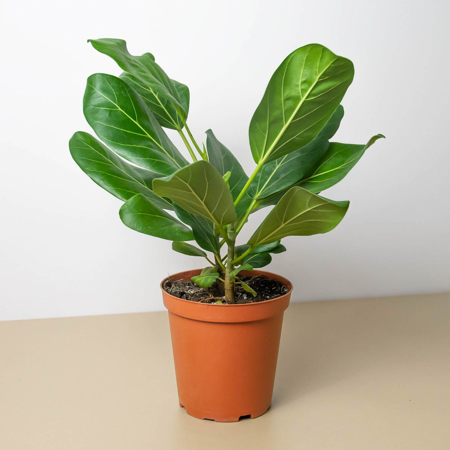 are ficus audrey toxic to dogs Ficus 'Audrey' Houseplant