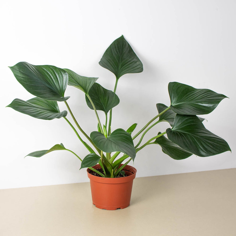 
                      
                        Homalomena 'Emerald Gem'
                      
                    