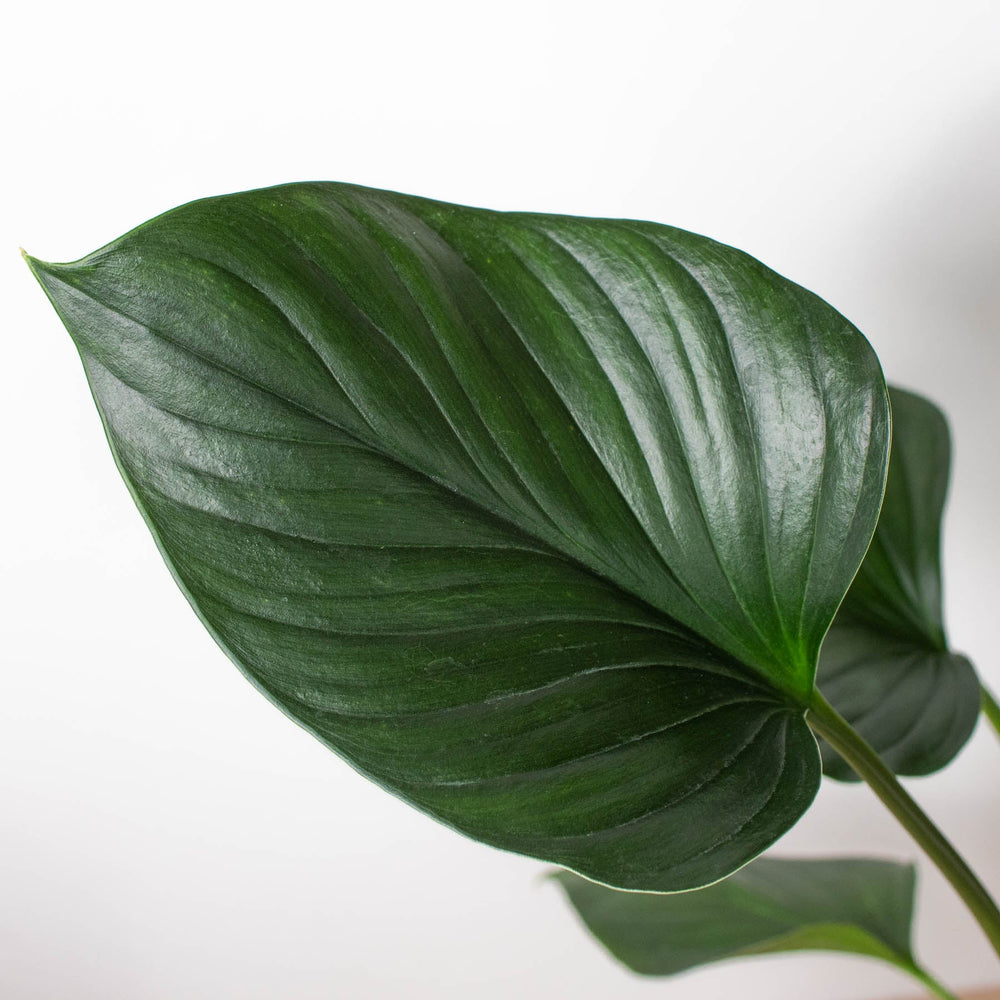 
                      
                        Homalomena 'Emerald Gem'
                      
                    