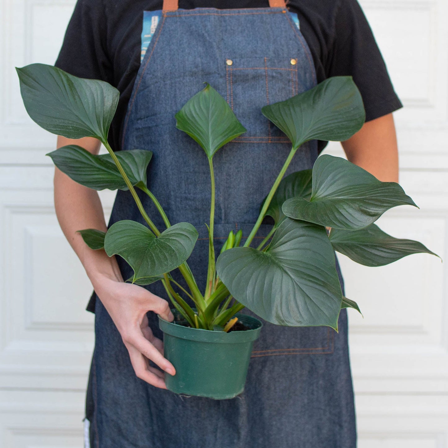 homalomena indoor plant Homalomena 'Emerald Gem' Houseplant