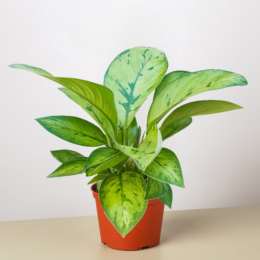 
                      
                        Homalomena 'Selby'
                      
                    