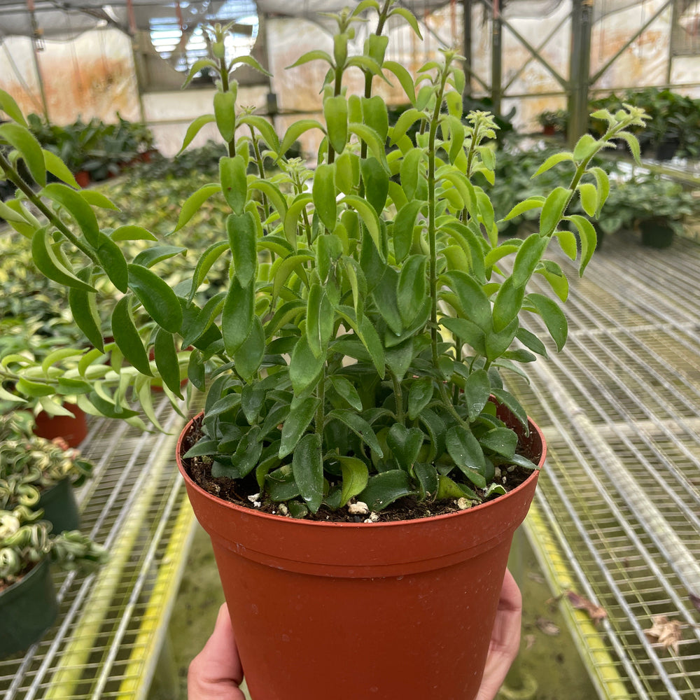 
                      
                        Curly Lipstick Plant
                      
                    