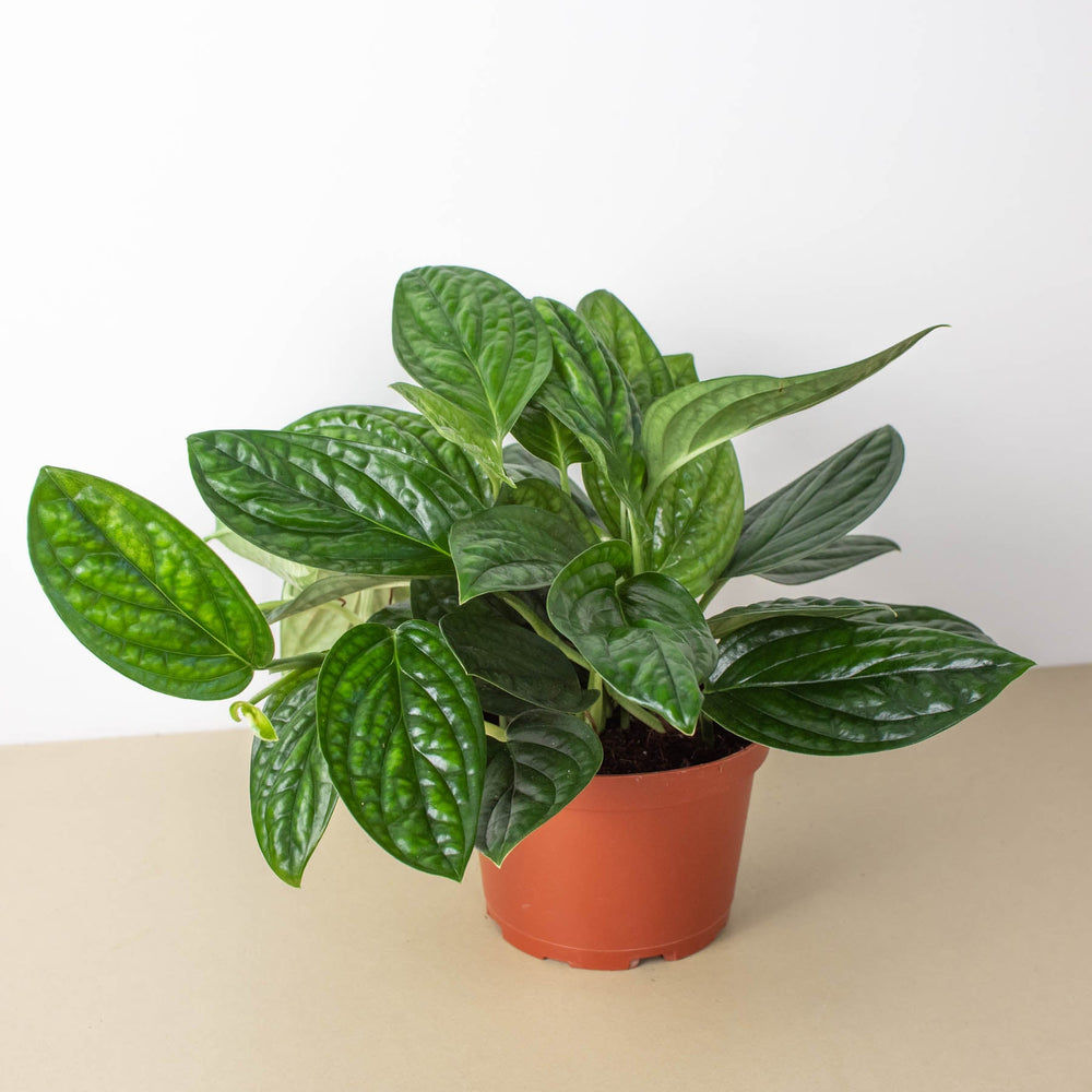 
                      
                        Monstera 'Peru'
                      
                    