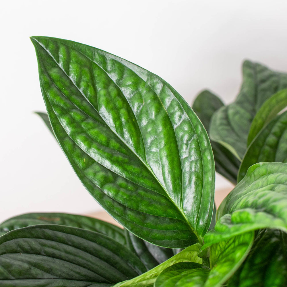 
                      
                        Monstera 'Peru'
                      
                    