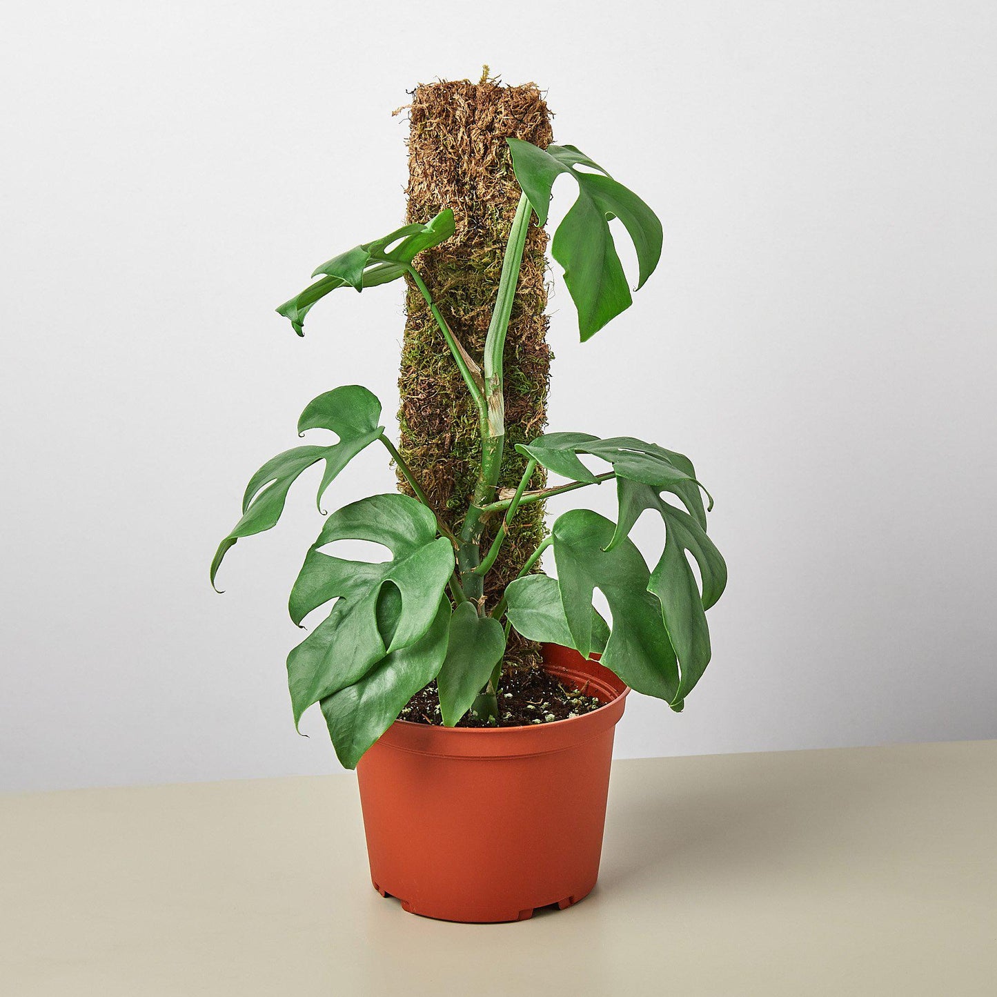 philodendron minima hanging Rhaphidophora