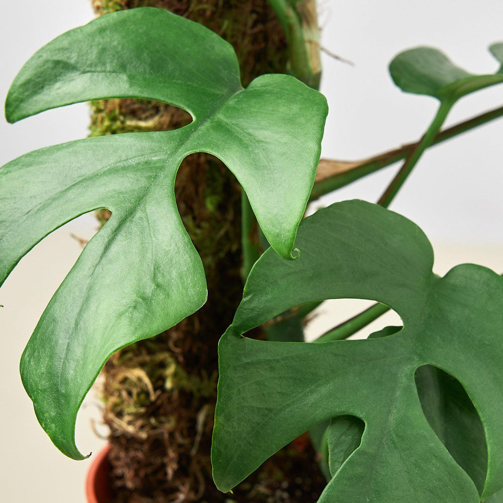 
                      
                        Philodendron Mini Monstera Minima
                      
                    