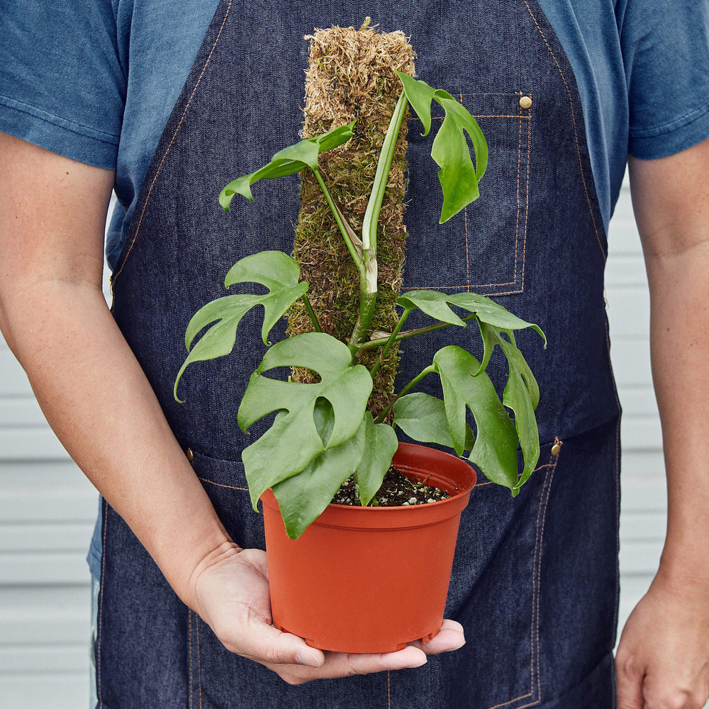 
                      
                        Philodendron Mini Monstera Minima
                      
                    