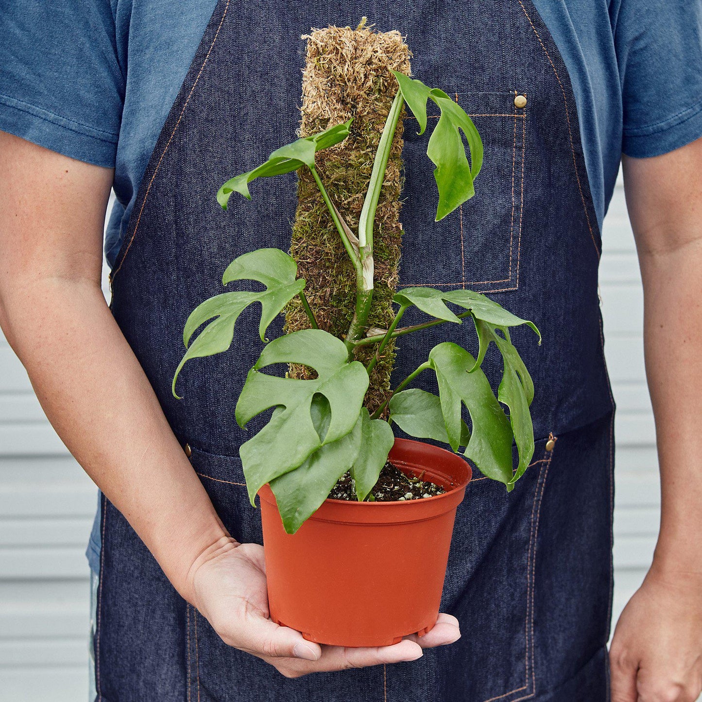 philodendron minima soil Rhaphidophora
