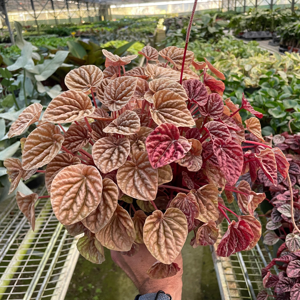 
                      
                        Peperomia 'Quito'
                      
                    