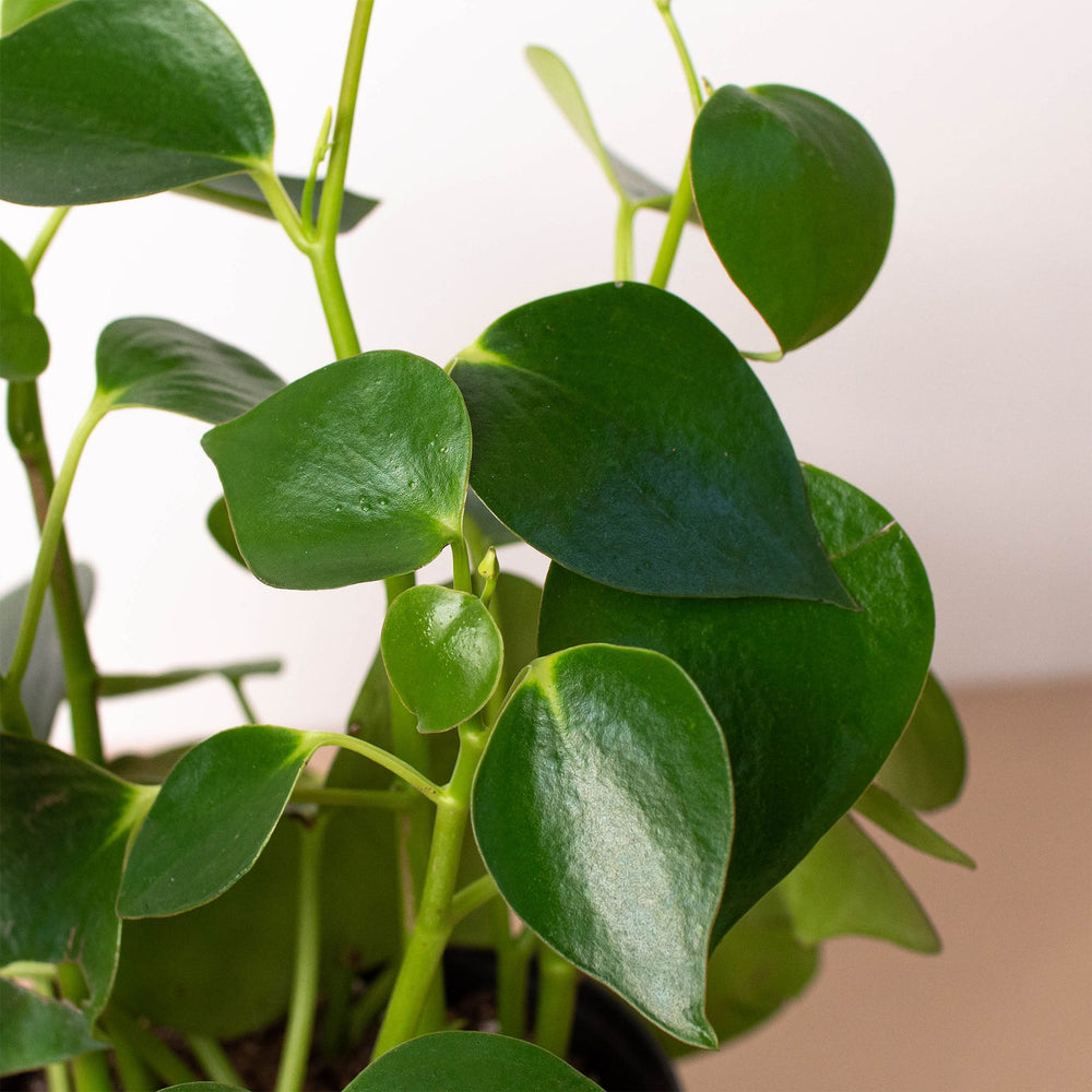 
                      
                        Peperomia 'Raindrop'
                      
                    