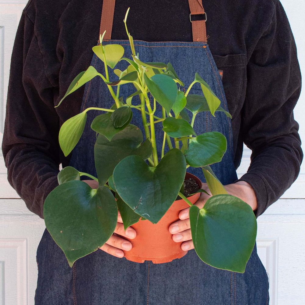 
                      
                        Peperomia 'Raindrop'
                      
                    
