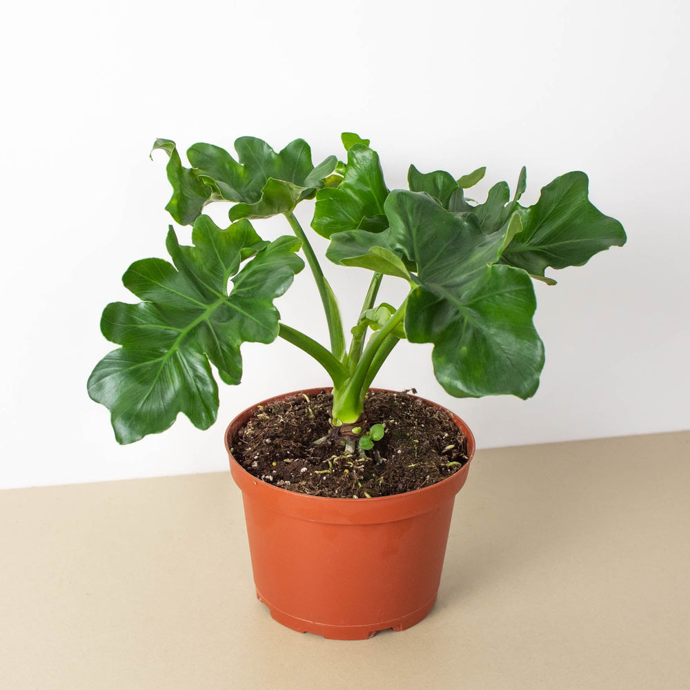
                      
                        Philodendron 'Atom' Houseplant
                      
                    