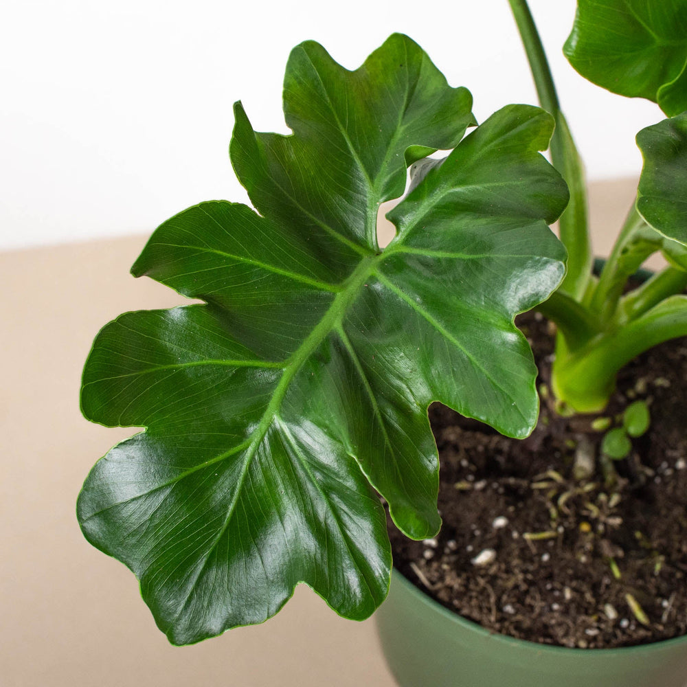 
                      
                        Philodendron 'Atom' Houseplant
                      
                    