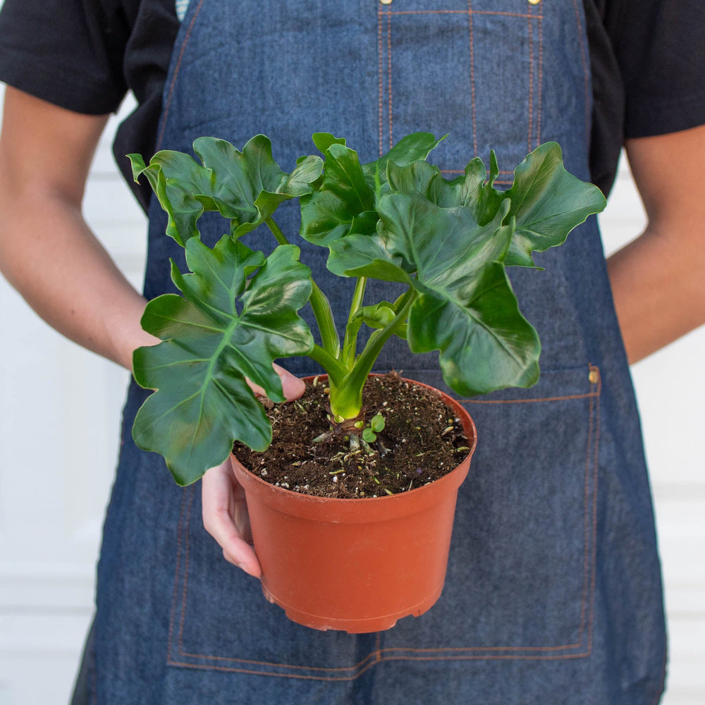 
                      
                        Philodendron 'Atom' Houseplant
                      
                    